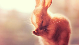 欢迎使用Z-BlogPHP！